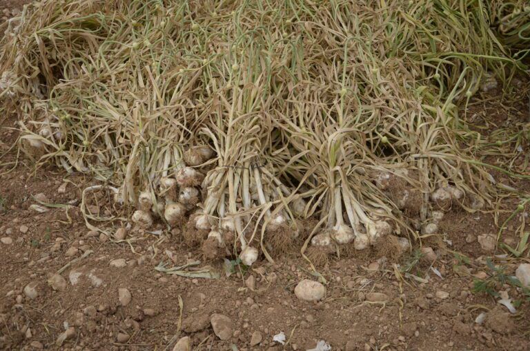 Ajo: Secretos técnicos de su producción de la mano de Stoller