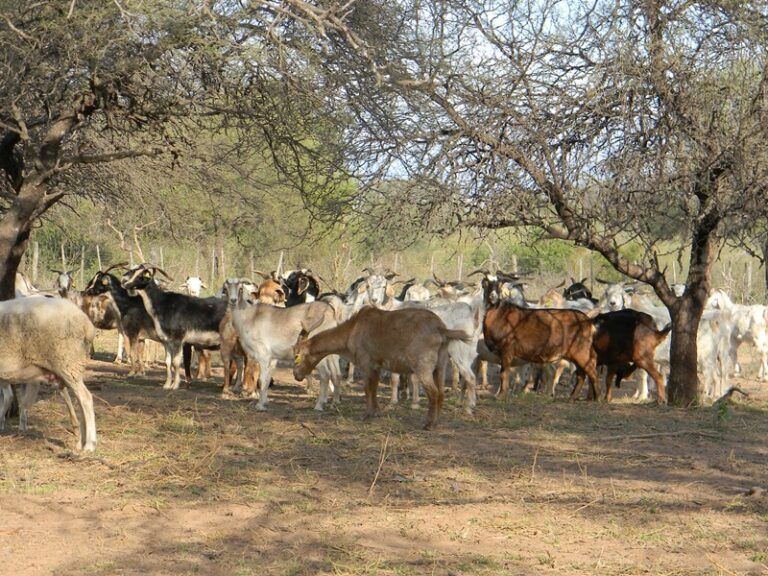 Evalúan estrategias de pastoreo con cabras y ovejas