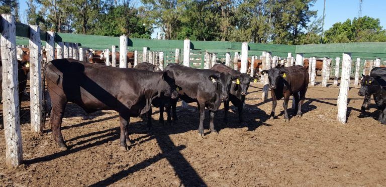 Precios en alza en el Remate de Consignaciones Córdoba en Jesús María