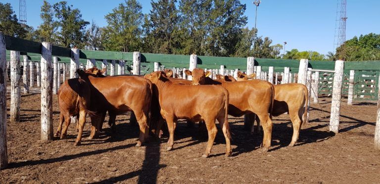 ¿Cambios en el cepo a la carne?: La vaca conserva en la mira