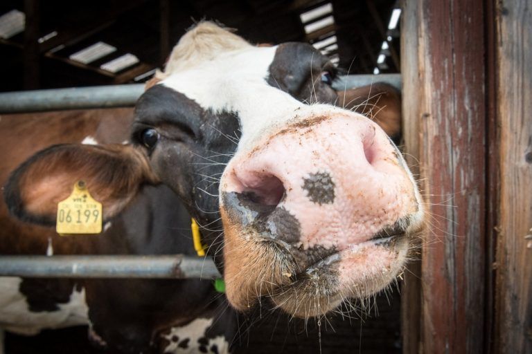 Bioter presentó RUMET, suplemento que aumenta la producción de leche