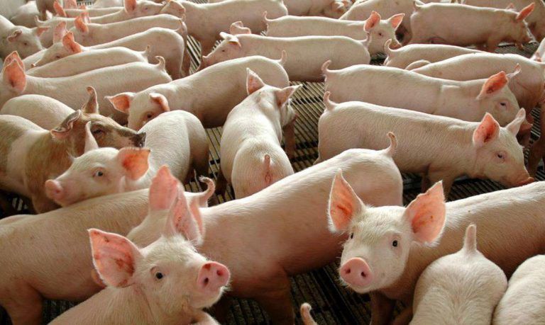 Identifican nueva cepa de gripe porcina en el sur de Brasil