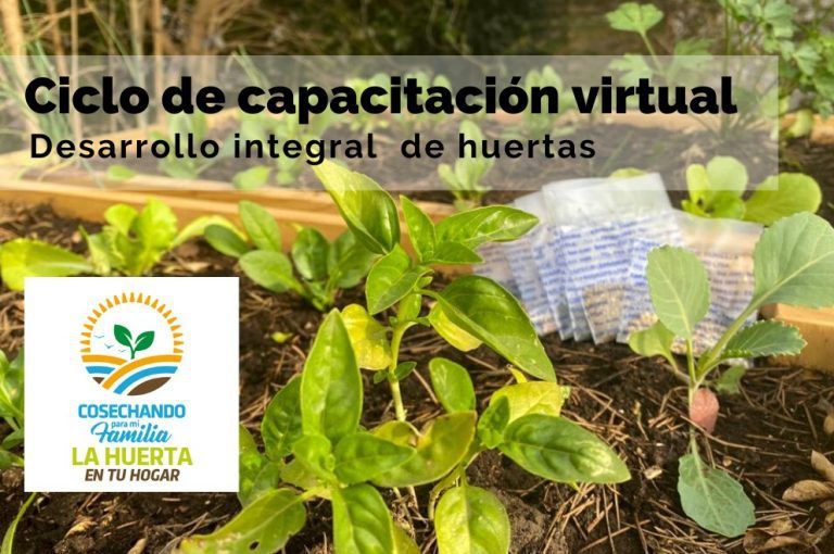 Huerta en tu Hogar: cronograma de capacitaciones hasta octubre