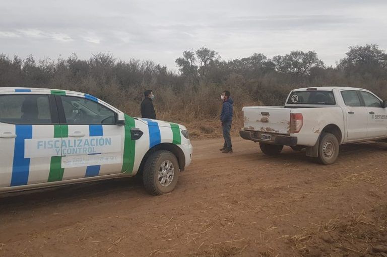 Langosta: tareas de monitoreo en el norte cordobés