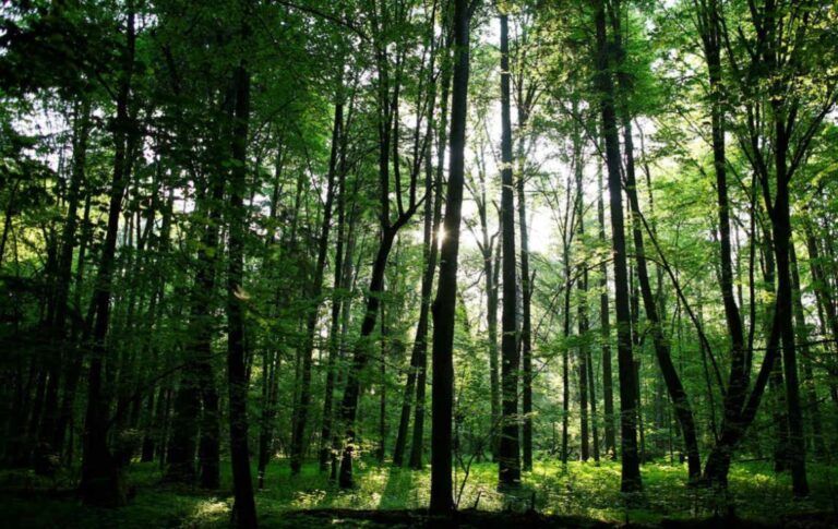 Agricultura transfiere pagos a forestadores por 73,9 millones