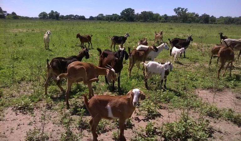 Destinan 25 millones para el desarrollo caprino santiagueño