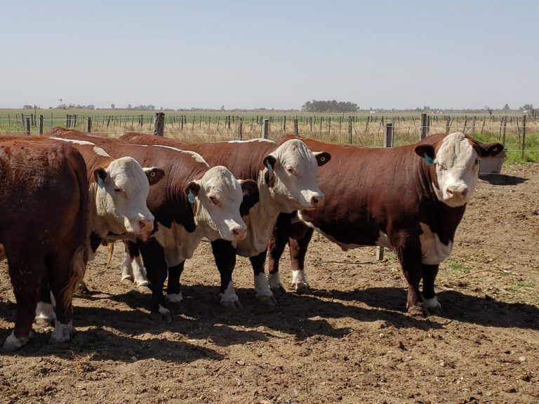 Este miércoles, ultima Jura Fenotípica Hereford de Concurso Prueba a Campo
