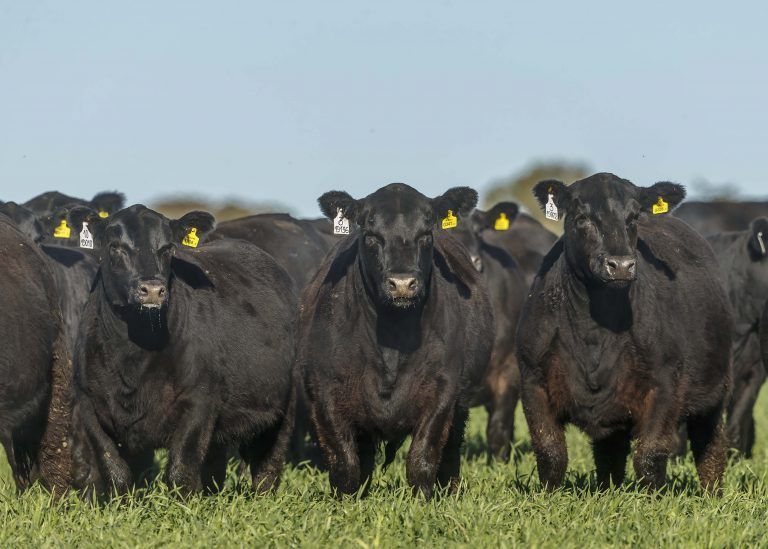 Expo Angus de Primavera se realizará en Tandil
