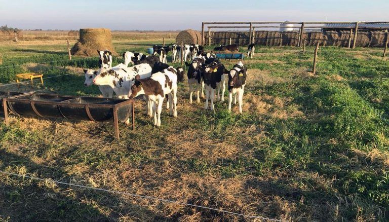 Investigación: mejora en preñez de vacas lecheras