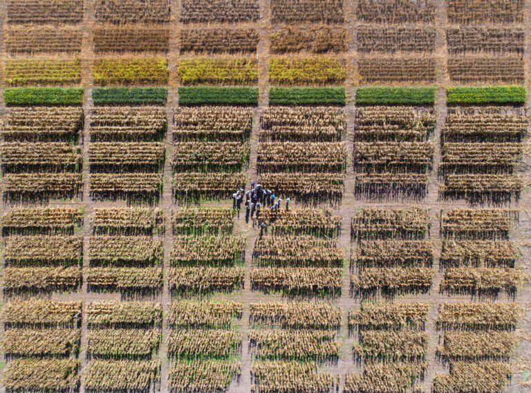 Nidera Semillas: muy cerca del productor en Expoagro Digital
