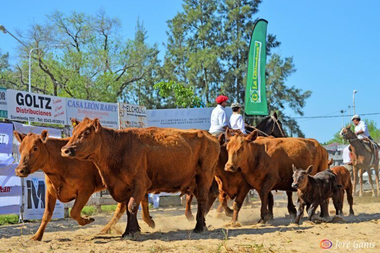 Una vaca Angus Puro Controlado logró un nuevo récord