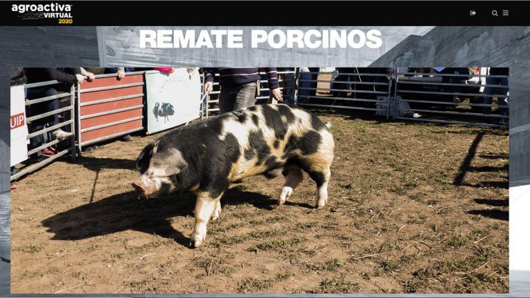 AgroActiva Virtual : Pagaron $ 173.000 por un reproductor porcino
