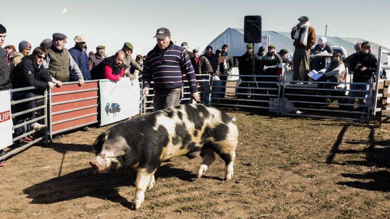 Los Cerdos tendrán su remate en Agroactiva Virtual