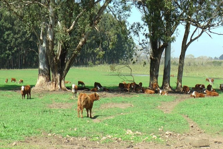 Feedlots ecológicos y destete precoz para mejorar los resultados