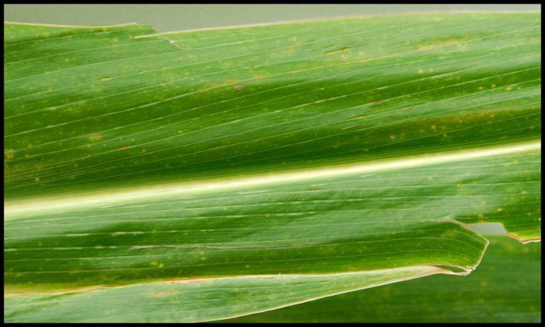 INTA: Consejos para mitigar el impacto del Mal de Río Cuarto