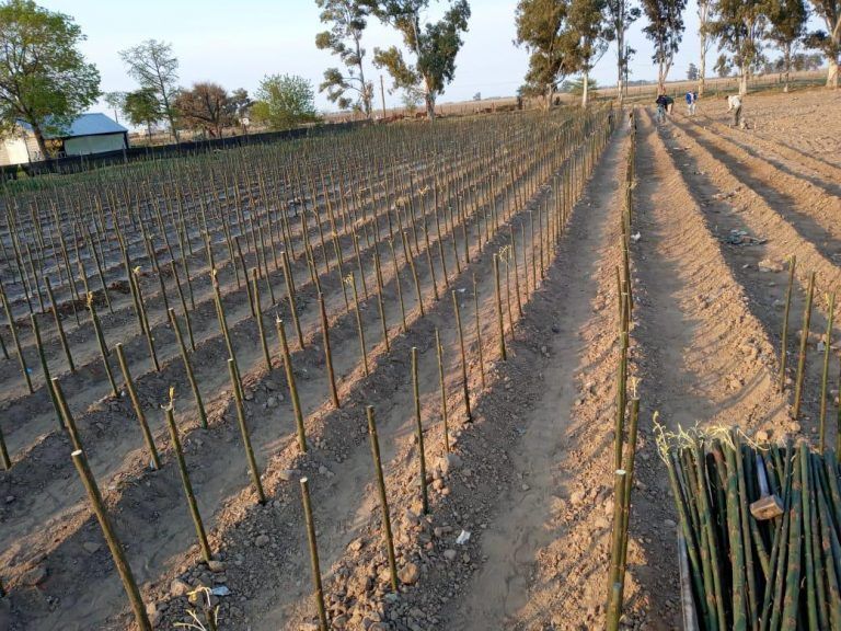 Plan Agroforestal: 20 mil sauces ya están en el Vivero de Viamonte