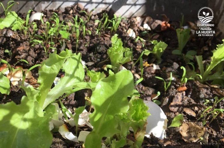 Huerta en tu Hogar: etapa de distribución en Colón y Capital