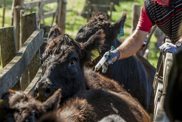Aumentarán  producción de vacuna para la Diarrea Viral Bovina