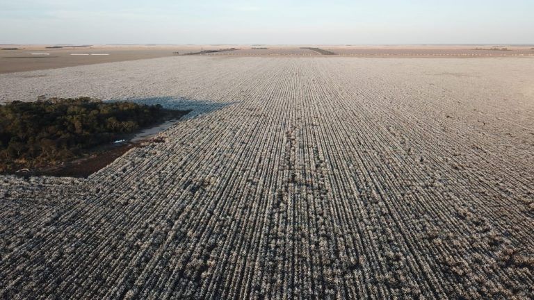 Cultivos de servicio pueden reducir el impacto ambiental