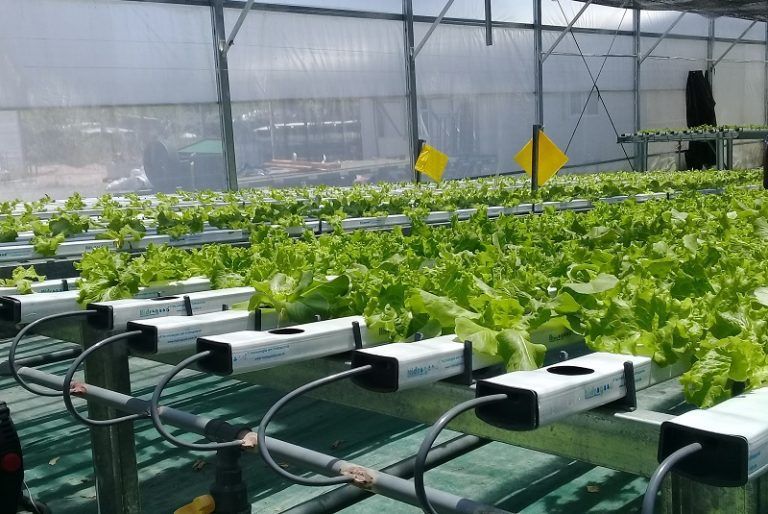 Cultivo en sustrato e hidroponía: una tecnología en auge