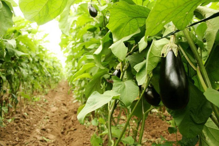 BPAs serán obligatorias para la producción de hortalizas en 2021