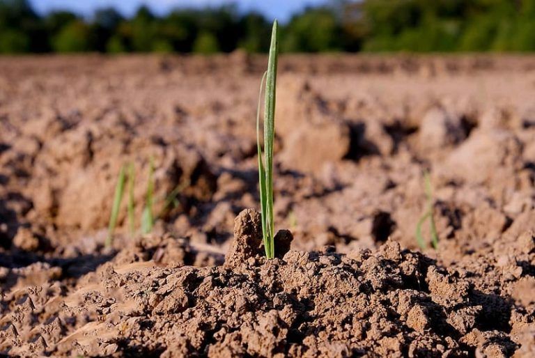Biodiversidad del suelo: base para la producción sostenible