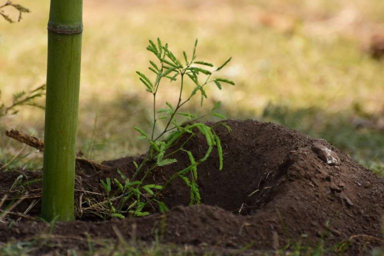 Forestando Córdoba plantó más de 65 mil árboles en 2020