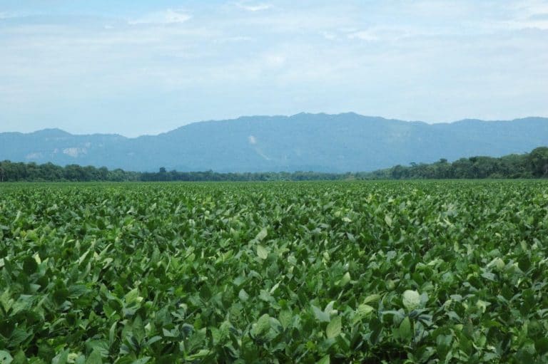 El Poroto, secretos y manejo de un cultivo clave en el Norte