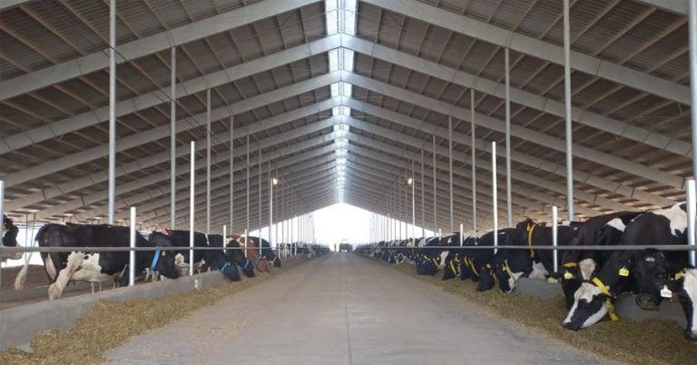 Marull crece en la producción intensiva de Leche