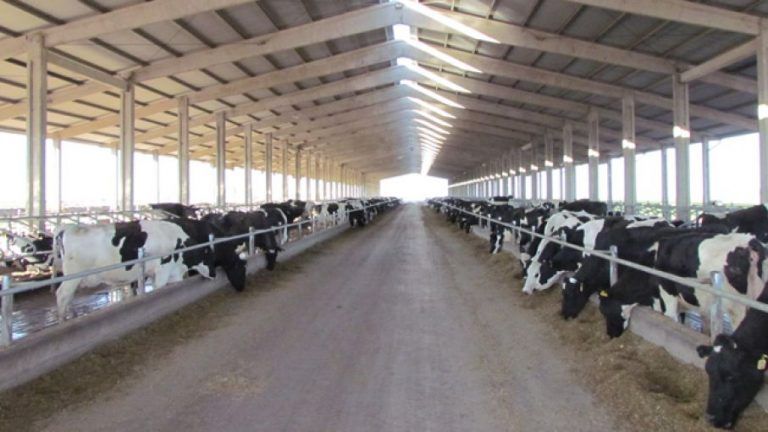 Producción de Leche en EEUU supera los 100 millones de litros