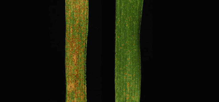 Científicos australianos aplican un “sándwich de genes” para blindar al cultivo del trigo contra la roya