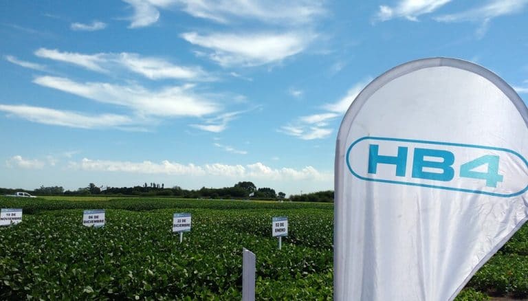 Estable ante la seca en el norte de Córdoba, la soja HB4 se cargó de vainas y esperan un óptimo rendimiento