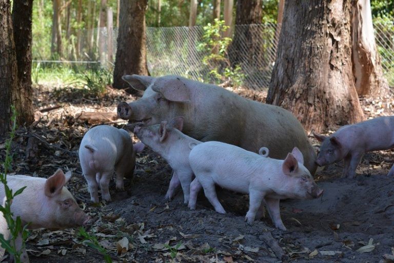 Impulsan producción porcina sana y sostenible