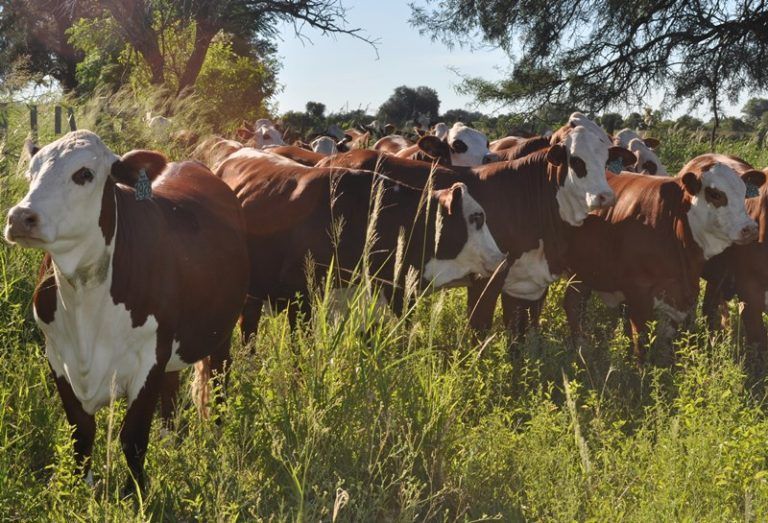 Estudian el efecto de la ganadería integrada al bosque nativo