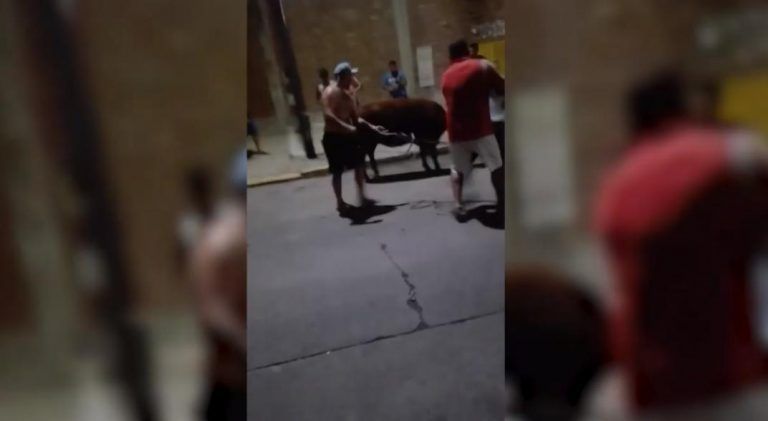 Increible: camionero se perdió antes de ingresar al Mercado de Liniers y los vecinos le exigieron un novillo como “peaje”