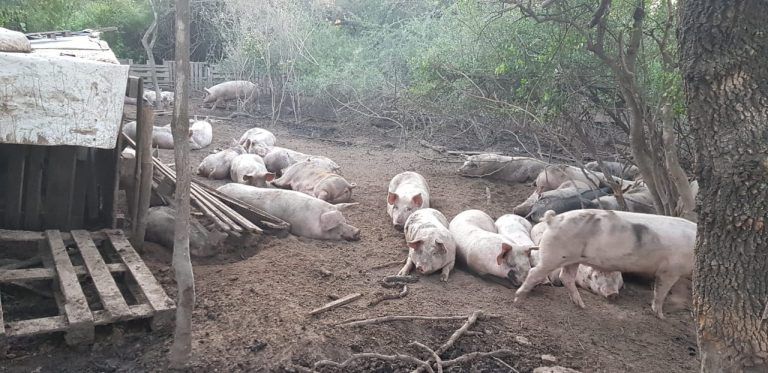 Faena clandestina: Realizan importante procedimiento en Sarmiento