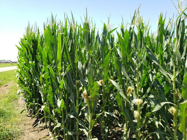 USDA: Informe se seguimiento de cultivos en EEUU
