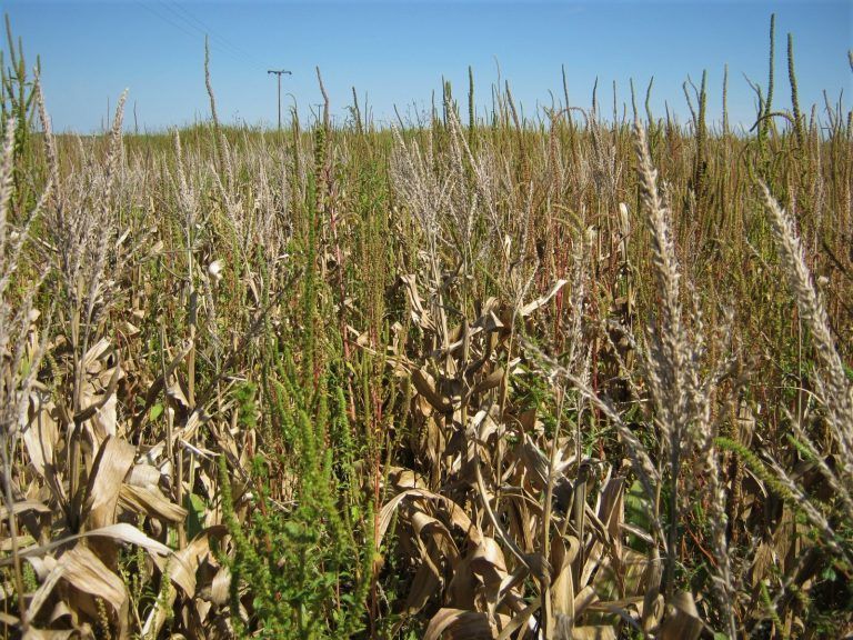 Resistencia de Amaranthus a glufosinato de amonio en USA