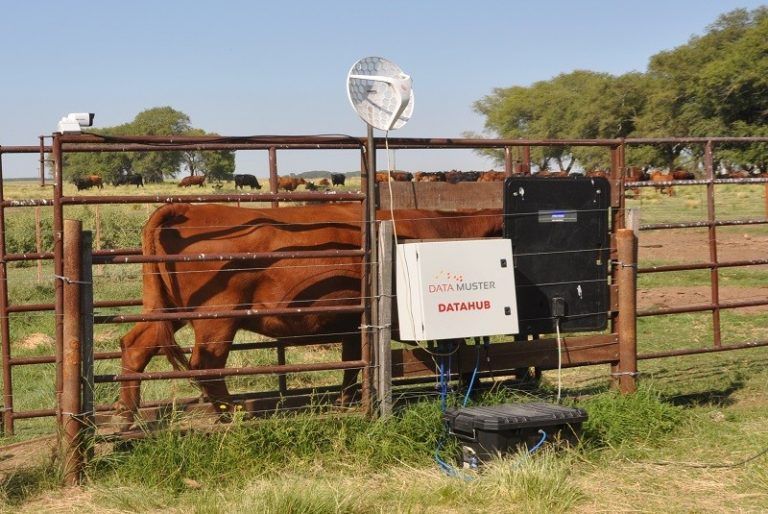 El INTA pone a punto una balanza inteligente para vacas