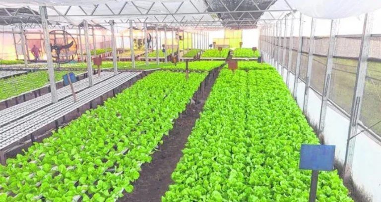Hidroponia: el método de cultivo que se expande en la región