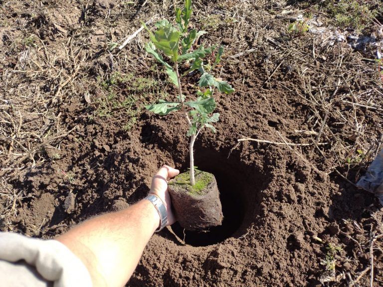 Plan Provincial Forestal: desarrollan lote demostrativo de roble en el sur