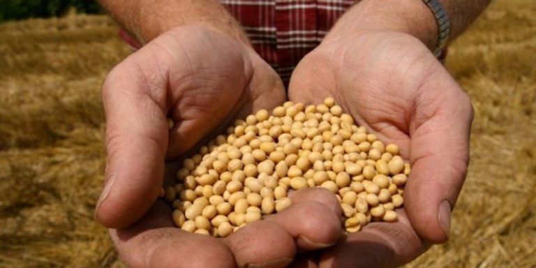 Semillas: denuncian que “algunas empresas” ponen en peligro el uso propio