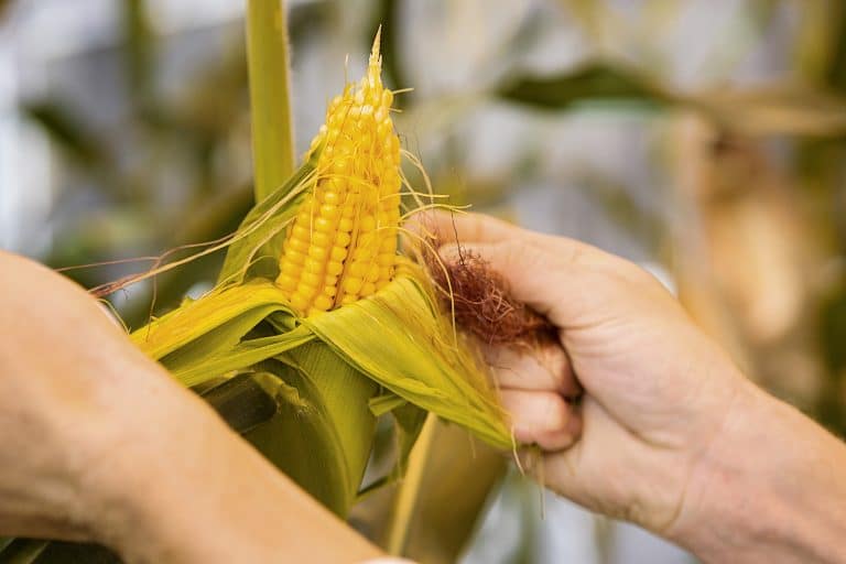 BASF y su fuerte apuesta en Expoagro 2024: Innovación y agricultura sustentable para el productor