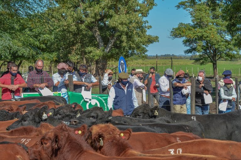 La mejor genética Angus se mostró en la Prueba Pastoril del Litoral