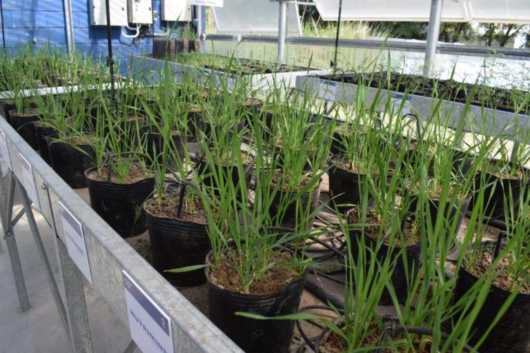 Vacunas basadas en plantas: un mercado de mil millones de dólares para la agricultura