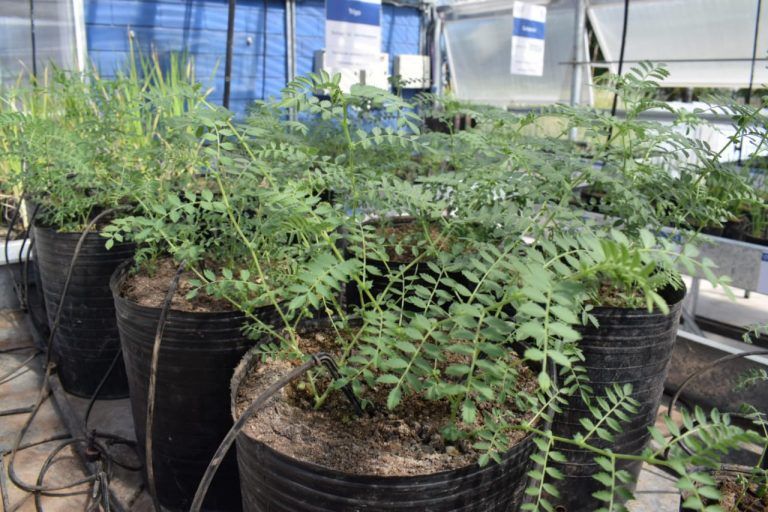 Producción de Plantines de Calidad Genética y Sanitaria para abastecer Campañas de Forestación