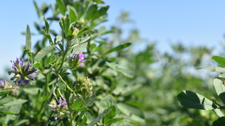 En el marco de la Red Nacional de Alfalfa,  especialista de INTA Las Breñas evalúa diversos cultivares