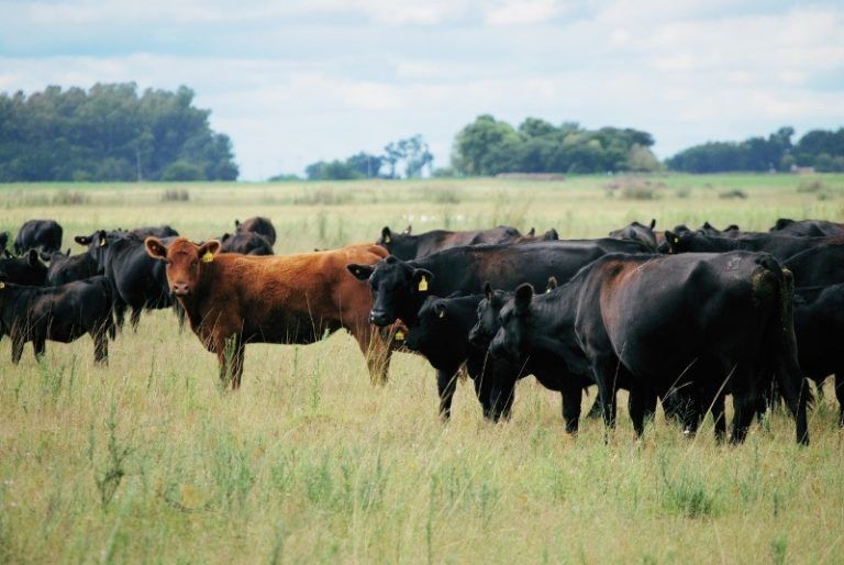 La Argentina exportará la genética Angus a España