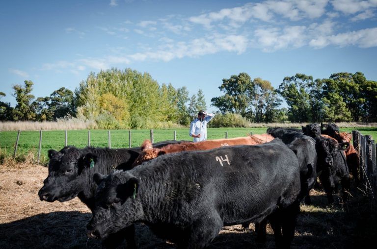 Suspendieron la Muestra de Otoño de Raza Angus