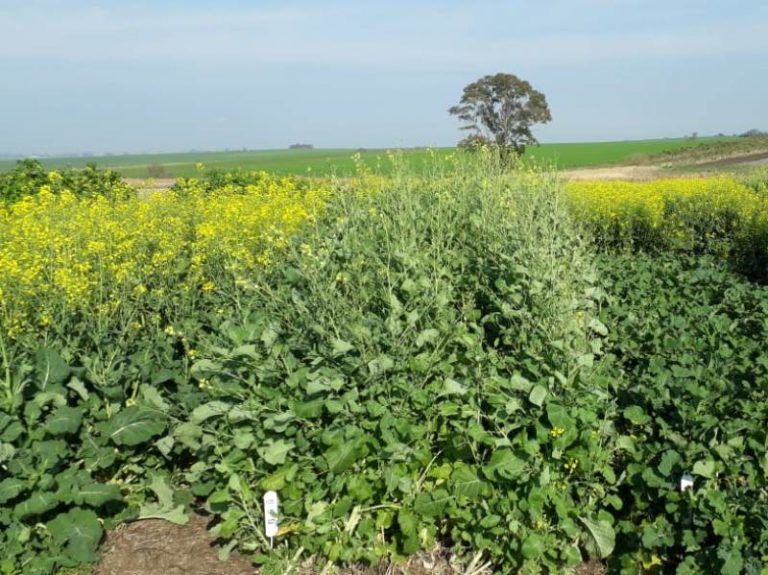 Carinata, un cultivo para diversificar secuencias agrícolas